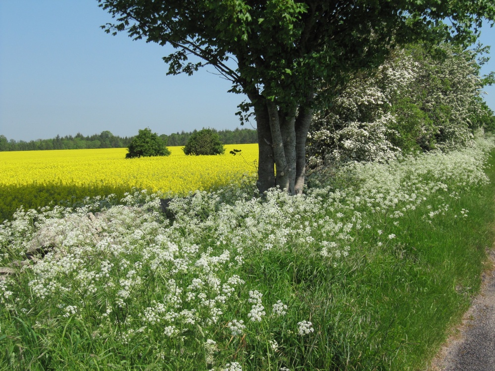 Rape seed field between Bibury and Bourton on the Water