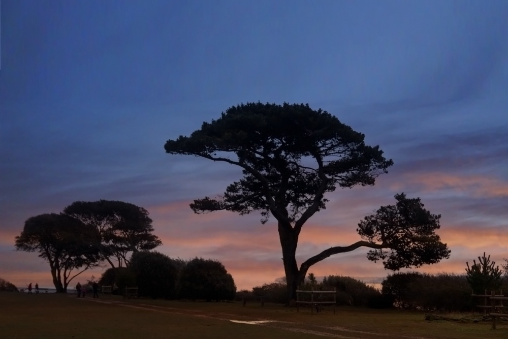 Photograph of Scots Pine in Lepe