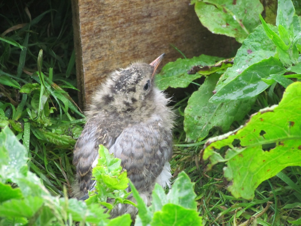 Tern Chick