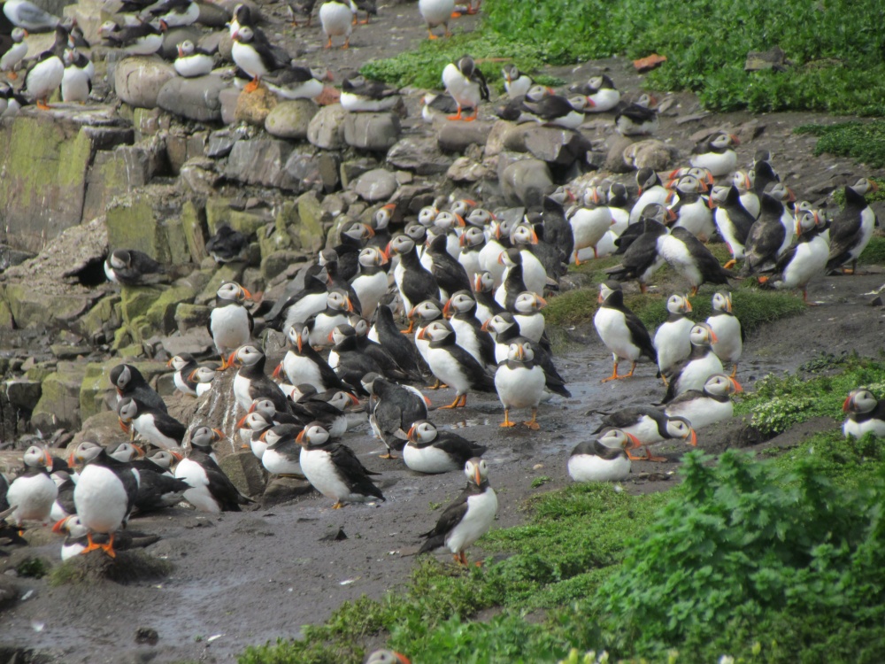 Puffins