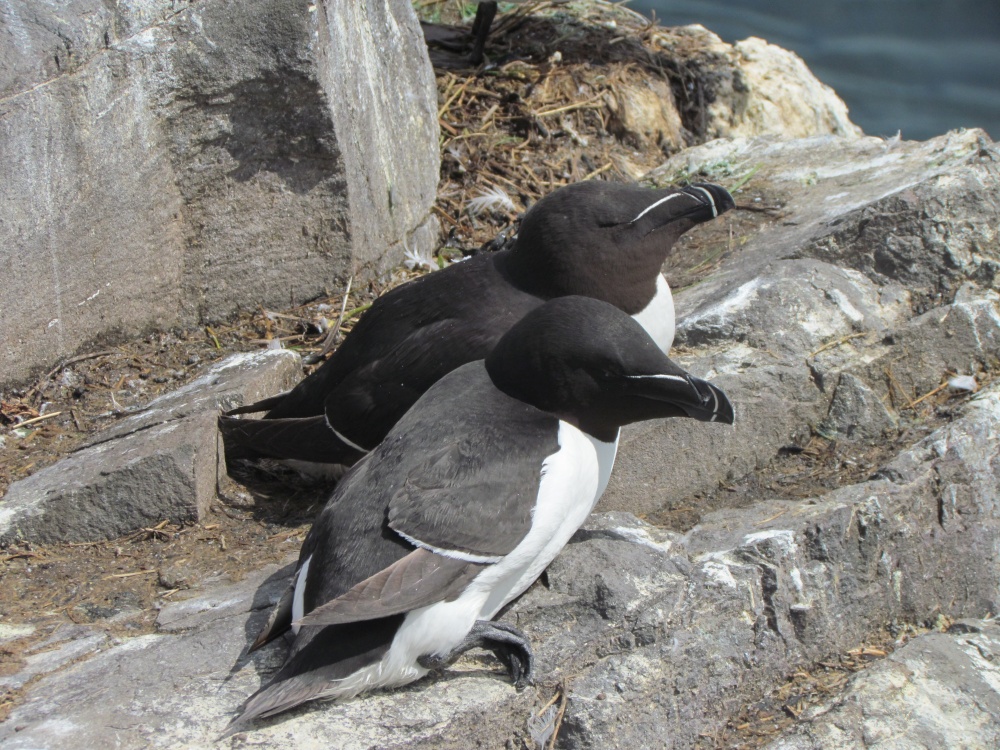 Razorbill