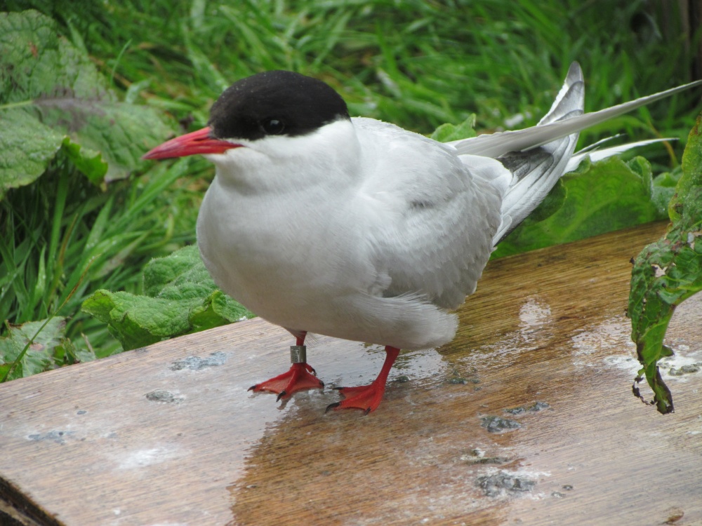 Common Tern