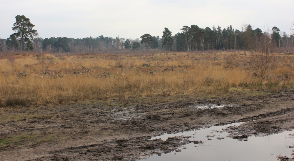Ockham Common and Chatley heath Semaphore Tower
