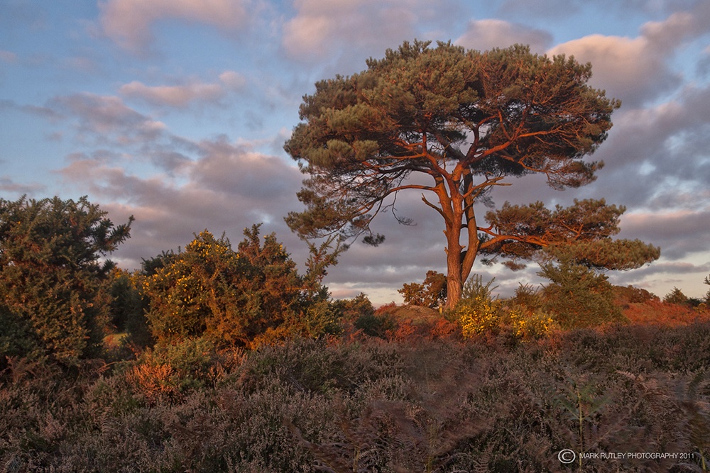 Scots Pine photo by Mark Rutley