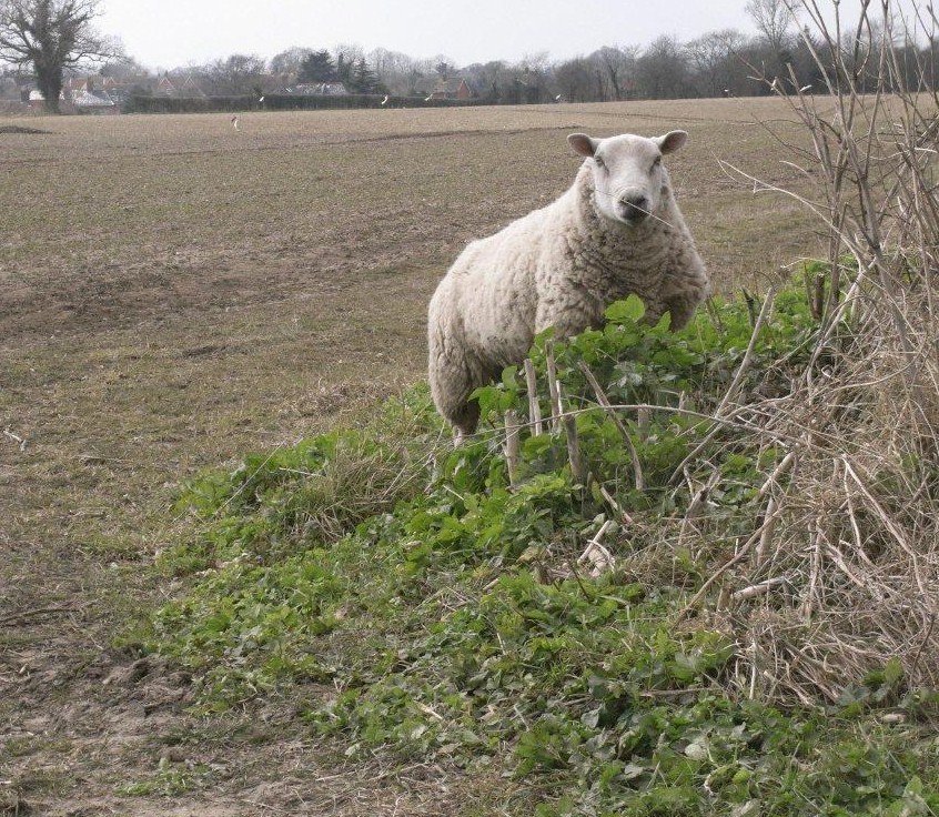 Inquisitive at Benacre