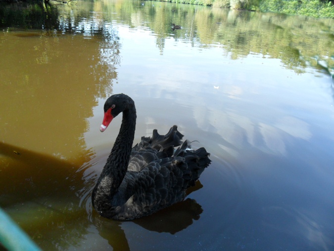 Black Swan at Marwell Zoo