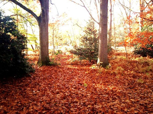 Photograph of Woodland Scene, Virginia Water Lake, Surrey