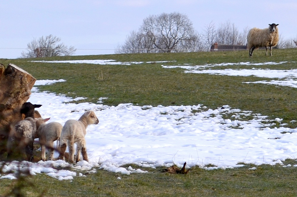 Lambs in the snow