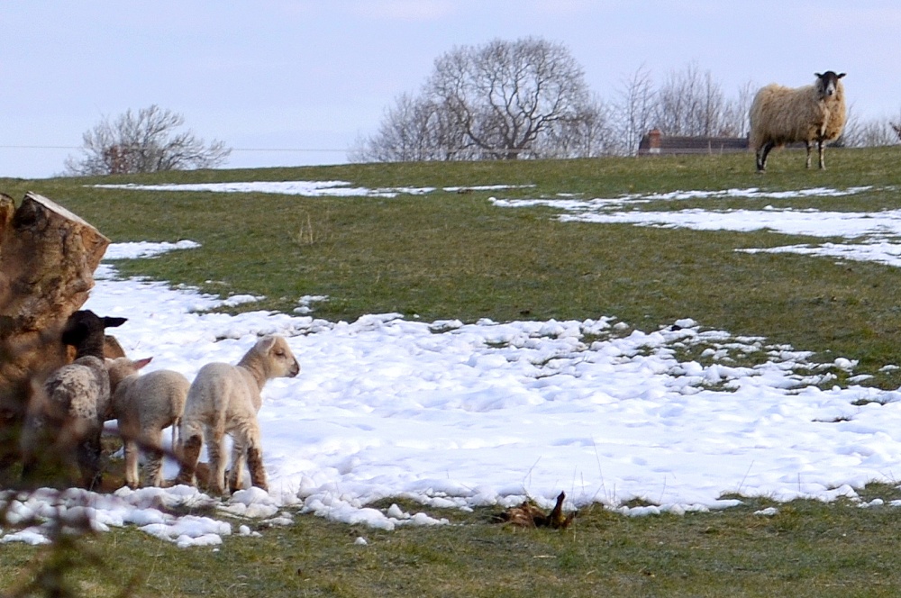 Photograph of Lambs in the snow
