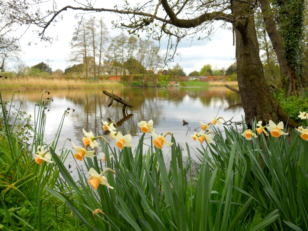 Dafodills by the lake