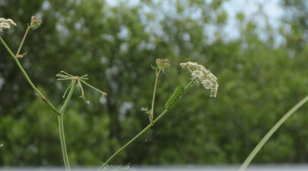 Caterpillar of the Swallowtail Butterfly