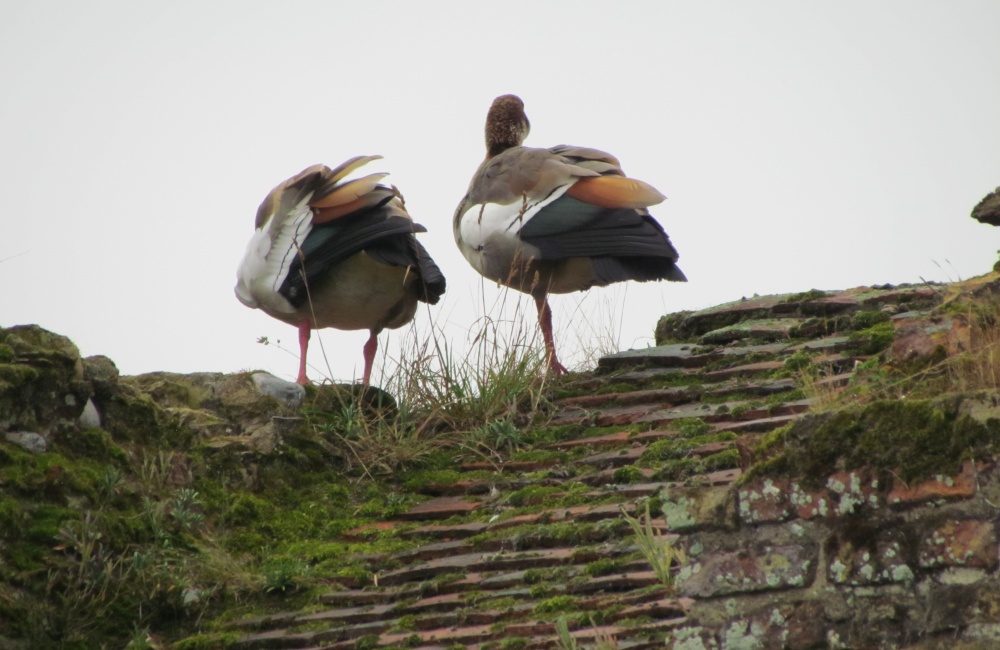 Wildlife photo by Barbara Whiteman