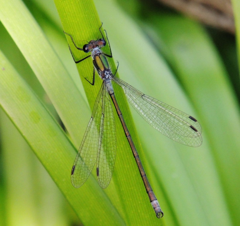 Emerald Damselfly