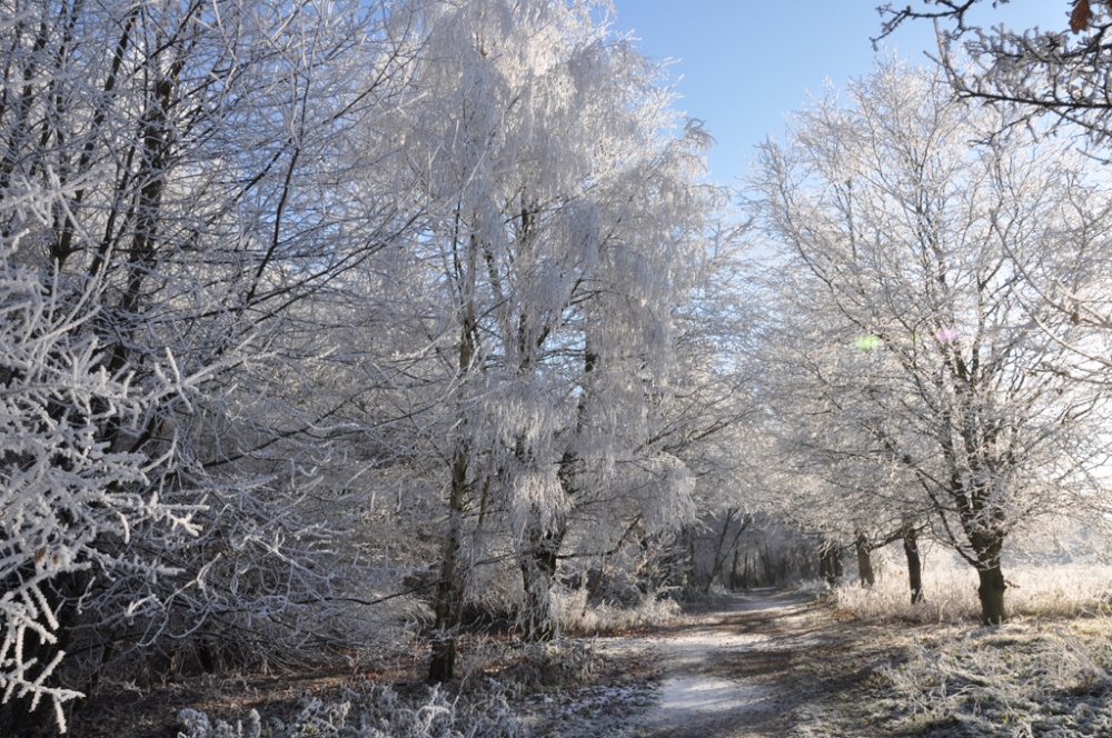 Photograph of Frosted Trees