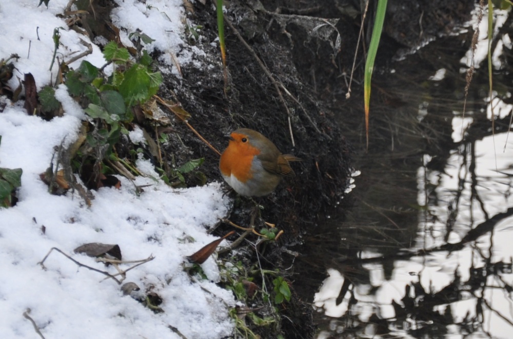 Winter Robin photo by Dave Ellard