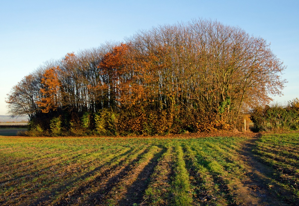 Autumn copse, East Farleigh