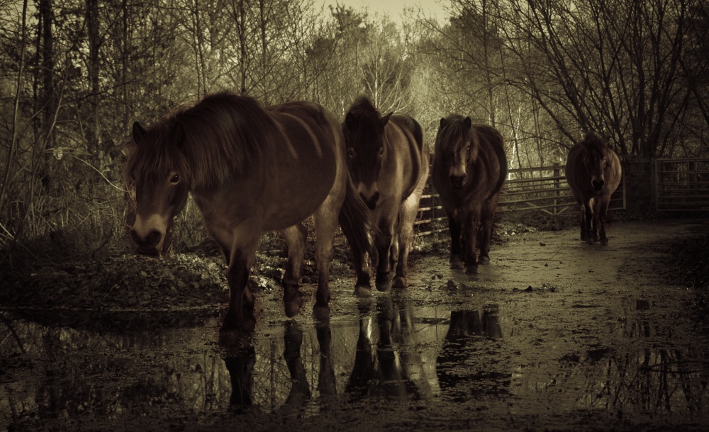 Photograph of Ponies - Snelsmore Common, Newbury, Berkshire