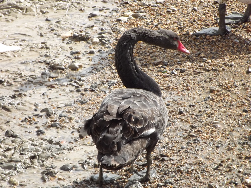 Black Swan  (Cygnus atratus)