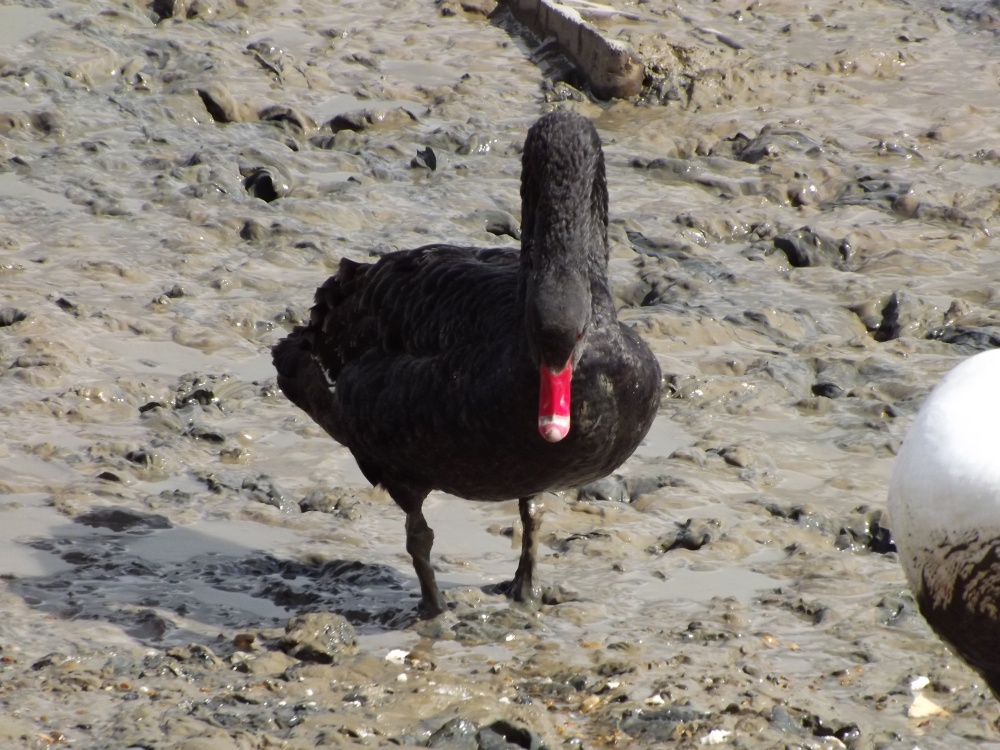 Black Swan  (Cygnus atratus)