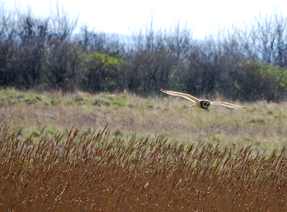 Owl at Whitburn
