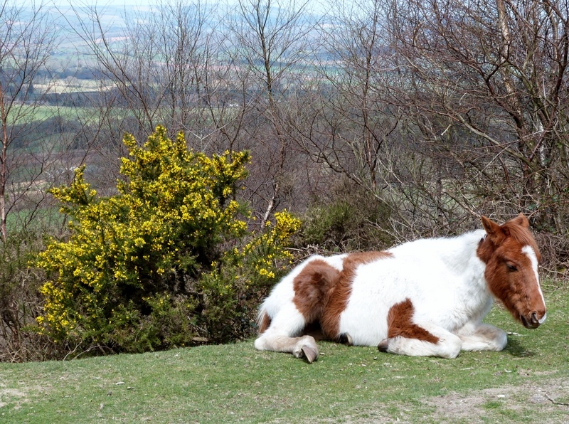Photograph of Sampford Moor