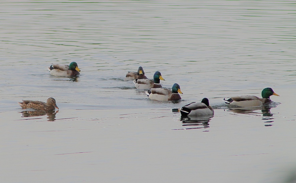 Mallard Group