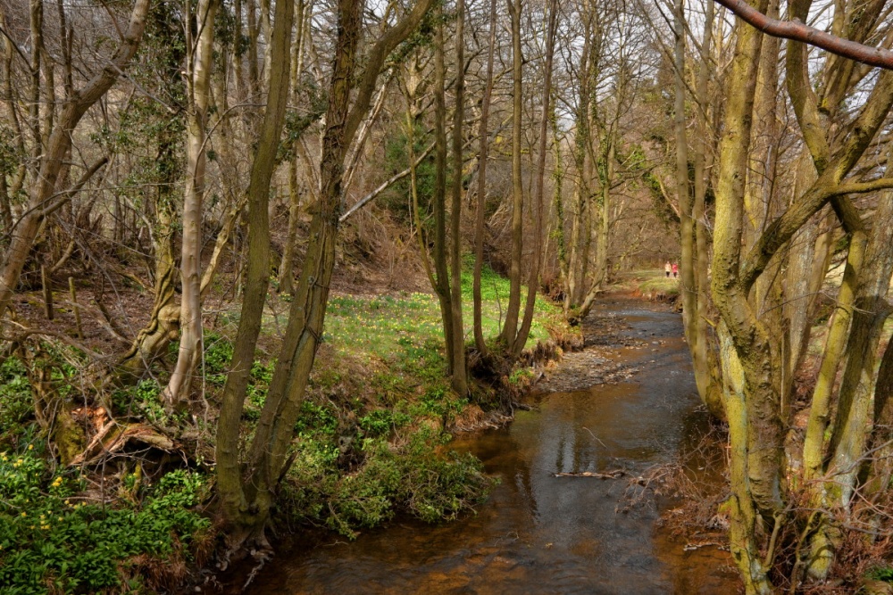 Photograph of Farndale, North Yorkshire Moors
