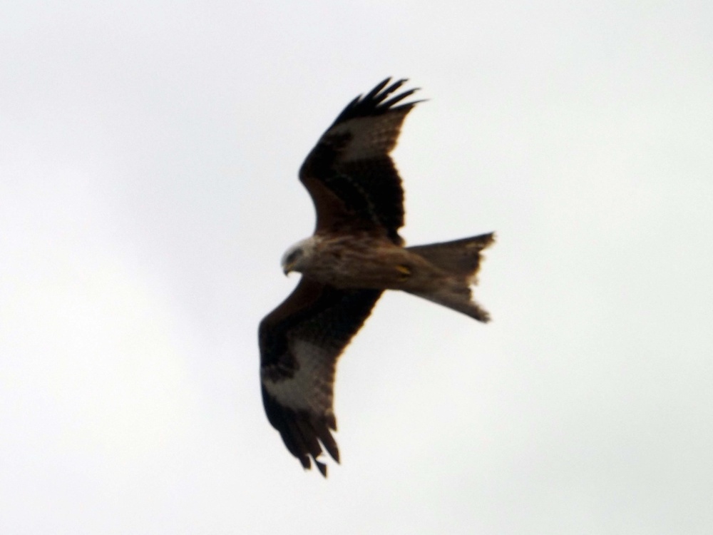 Photograph of Red Kite over Ivinghoe Beacon, Bucks