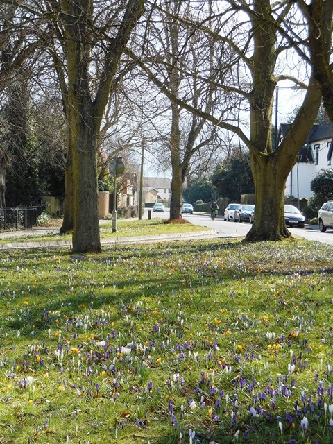 Bilton Green in Spring