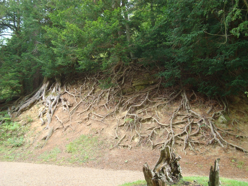 Where do the roots start and finish?