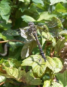 Queens Park, Ferrybridge Road, Castleford