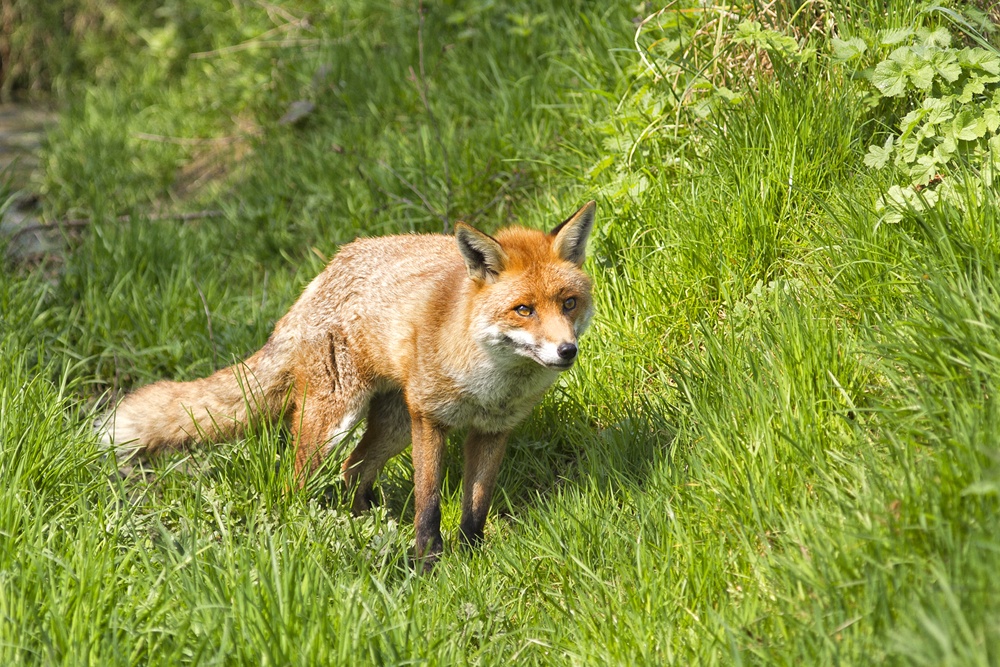 Photograph of The British Wildlife Centre, Newchapel