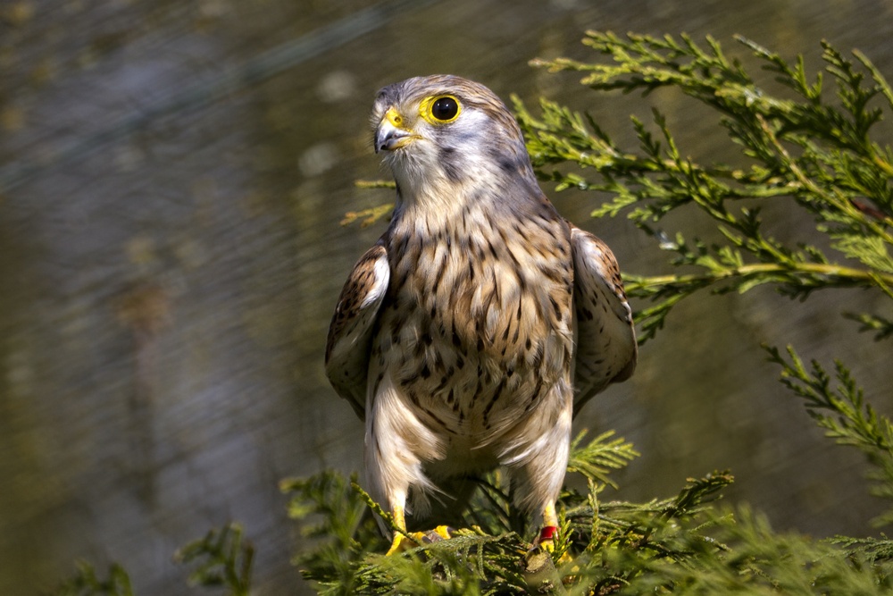 Photograph of British Wildlife Centre, Newchapel