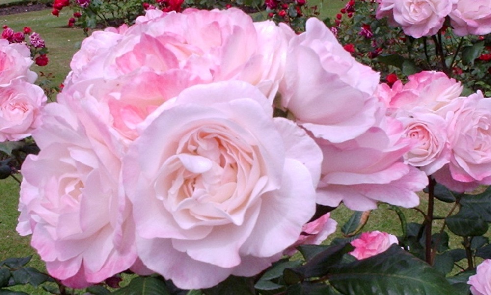 Queens Park, Ferrybridge Road, Castleford