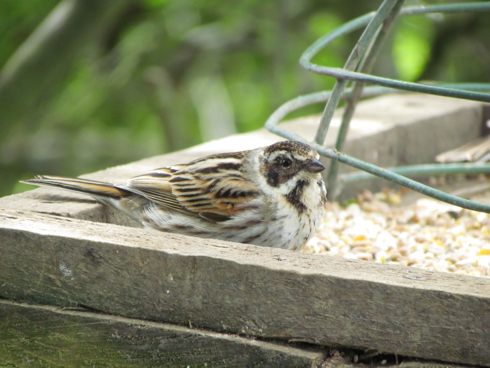 Filey Dams Nature Reserve photo by Barbara Whiteman