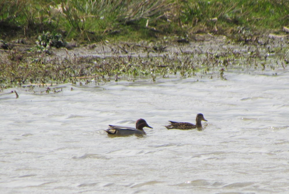 Filey Dams Nature Reserve photo by Barbara Whiteman