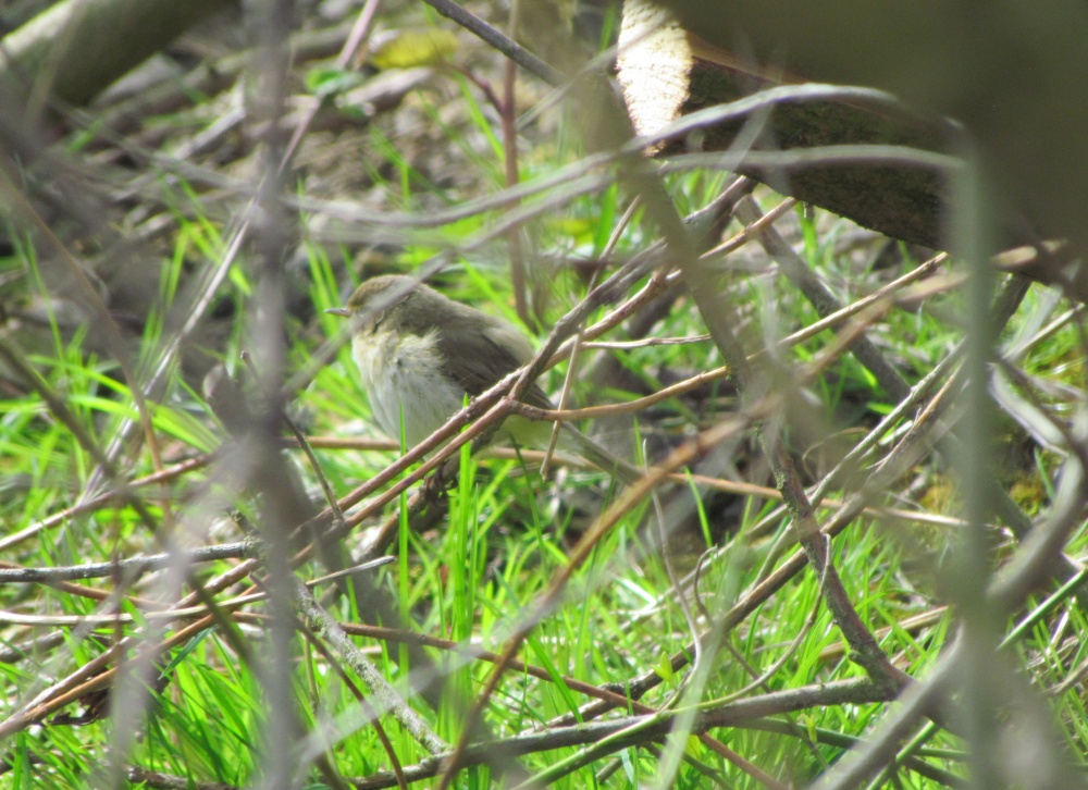 Filey Dams Nature Reserve photo by Barbara Whiteman