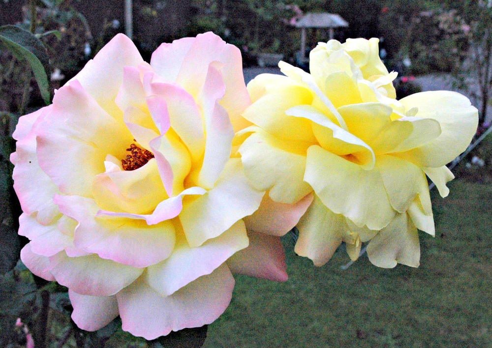 Photograph of Roses