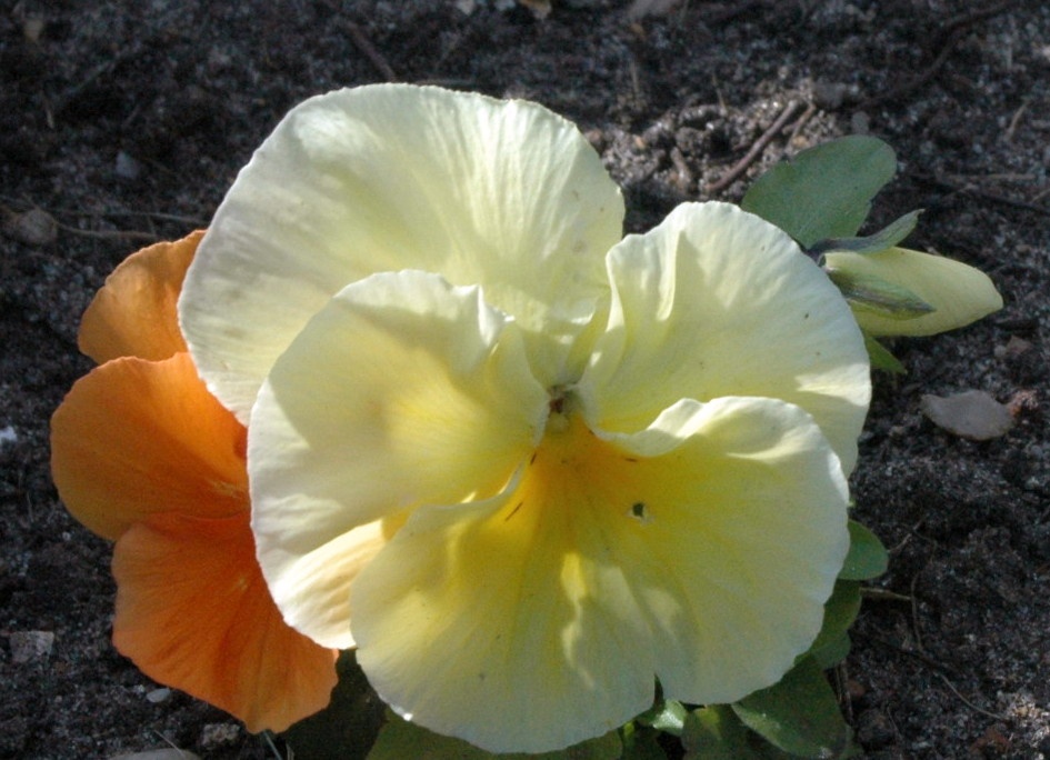 Photograph of Pansy