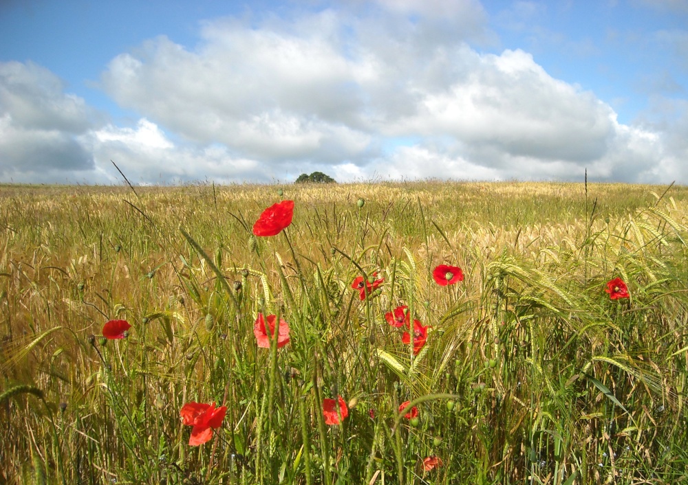 Photograph of Poppies