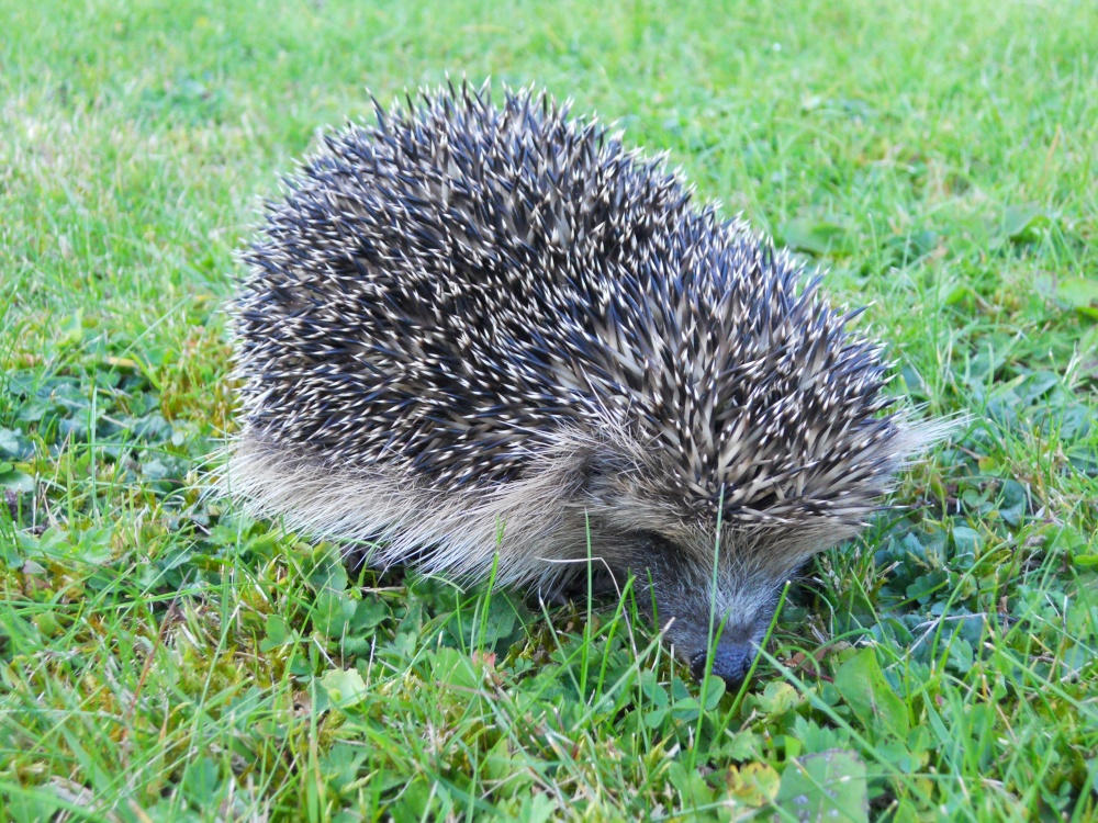 Hedgehog