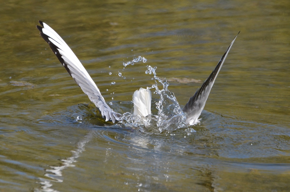 Black-headed Gull fishing