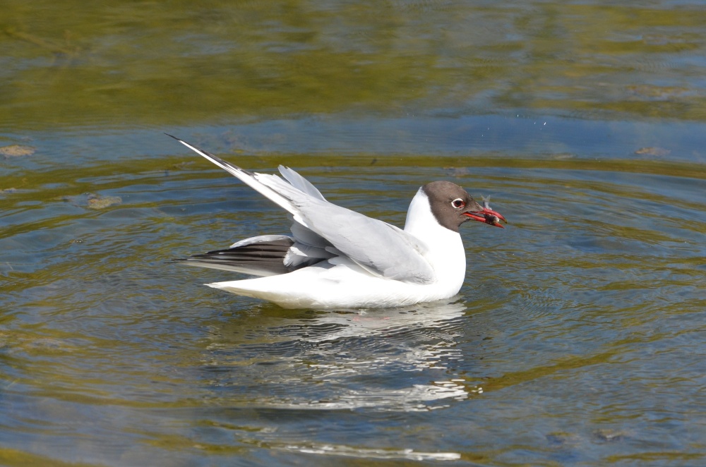 Black-headed Gull fishing - caught one!