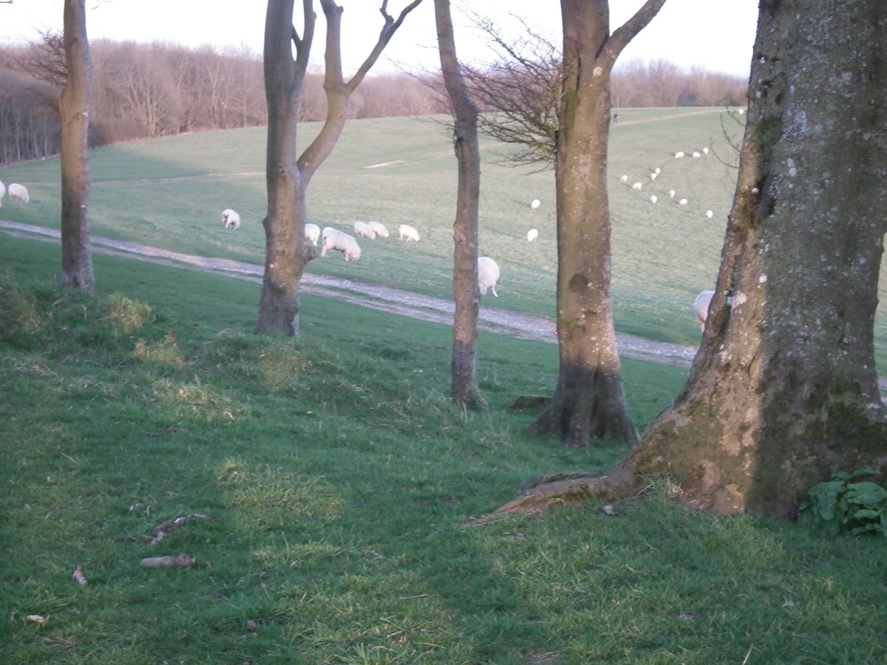 Chanctonbury Ring