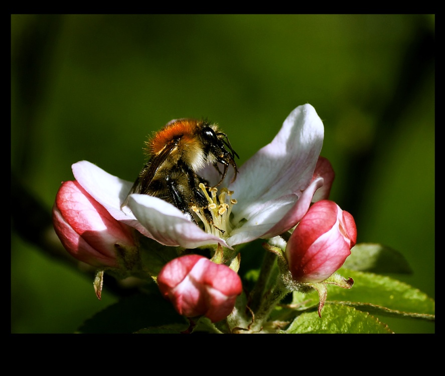 Photograph of Bee and flower