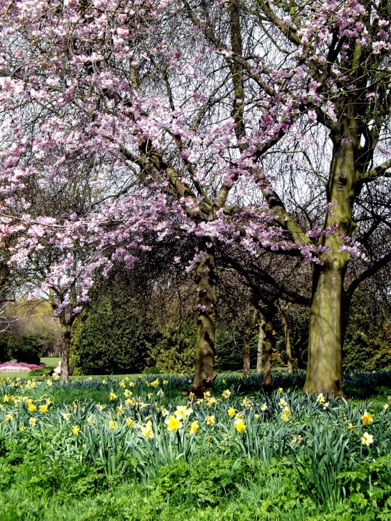 Spring at Hall Place, Bexley
