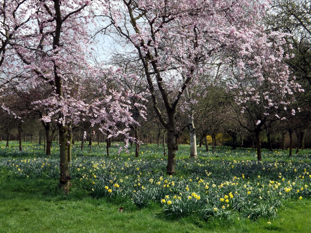 Spring at Hall Place, Bexley