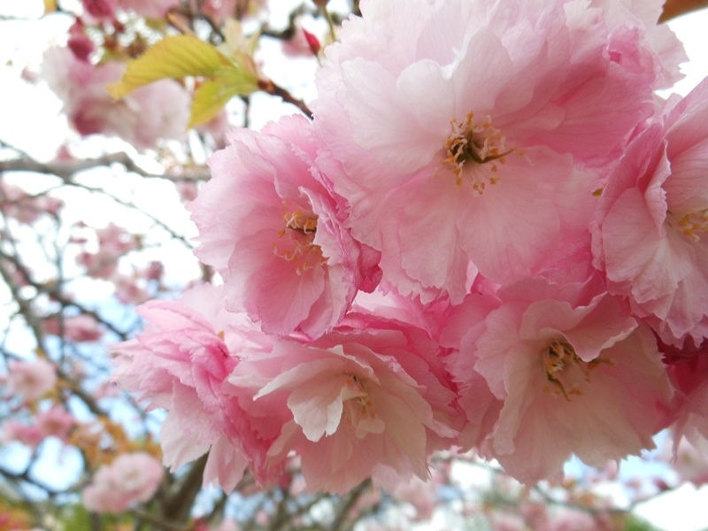 Photograph of Cherry Blossom, Cheltenham