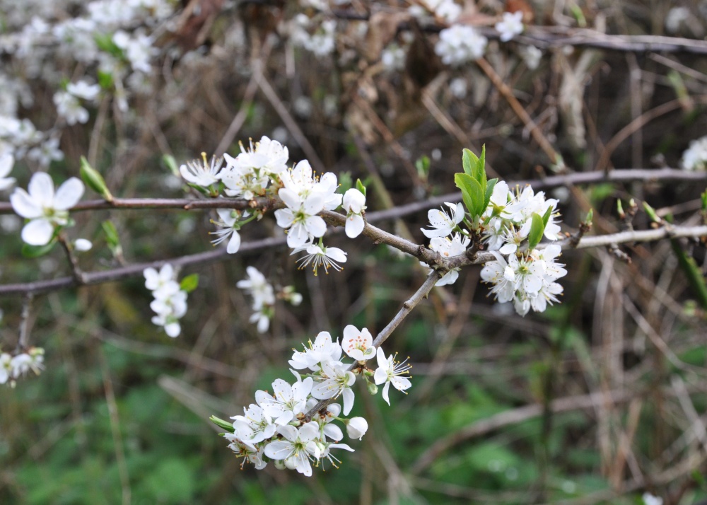 Blossom at Boddington Reservoir