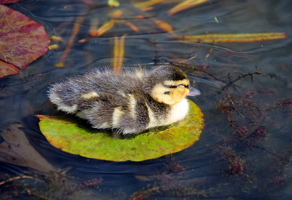 Duckling on a lilypad, Penshurst Place photo by Andrew Marks